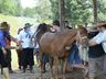 Primeiro encontro Cavalo Marchador reúne mais de 1000 pessoas 