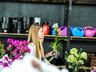 Central Flor, Floricultura e Paisagismo inaugura em São Miguel do Oeste