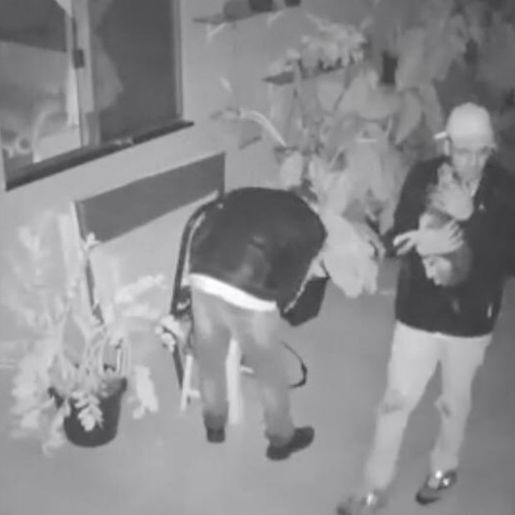 VÍDEO: Cachorro pede carinho a ladrões e ganha colo durante furto a casa