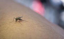 São Miguel do Oeste registra queda de 33% nos casos de dengue em 2025, mas segue em epidemia