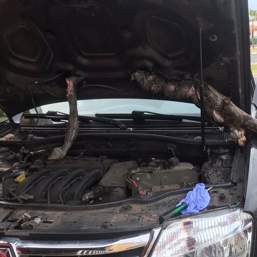 VÍDEO: Motorista viaja mais de 600 km com jiboia no motor do carro