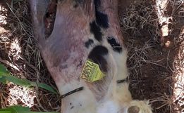 Bezerro é encontrado abatido no interior de São João do Oeste