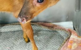 Polícia Ambiental resgata veado-bororó em extinção em Palma Sola