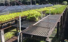 Itapiranga registra redução drástica no interesse por plantio de eucalipto
