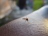 Itapiranga adota medidas para evitar nova epidemia de dengue 