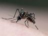 Itapiranga registra 495 casos de dengue
