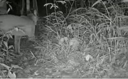 Onça-parda é flagrada por armadilha fotográfica no Oeste de SC; Assista 