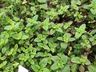 Comunidade de São João do Oeste adere ao uso de plantas medicinais