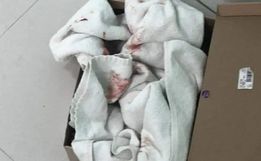 Recém-nascida é encontrada em lixeira de prédio em Balneário Camboriú