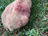 Cães matam ovelhas em propriedade de Guarujá do Sul