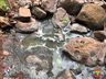 PMA constata poluição e mortandade de peixes em rio de Itapiranga