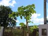 Prefeitura de SJCedro trabalha no plantio de árvores