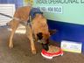 Cão farejador Bili se aposenta da PRF após 9 anos de bons serviços 