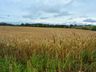 Excesso de chuva causa prejuízo à produção agrícola em SC, diz Epagri