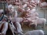 Alto custo de produção preocupa suinocultor de São José do Cedro
