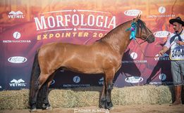 Cavalo Crioulo de Campo Erê está entre os 4 melhores do Brasil