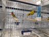 Associação dos Criadores de Aves de Iporã do Oeste realiza 1ª copa de ornitologia