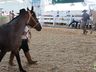 Cavalos crioulos de Itapiranga são avaliados na 11ª Efrait