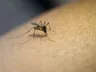 SC vai reforçar combate à dengue após repasse de R$ 1 milhão do Ministério da Saúde
