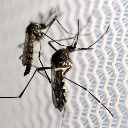 Setor epidemiológico da dengue confirma o primeiro caso importado neste ano