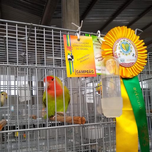 Associação dos Criadores de Aves de Iporã do Oeste realiza 1ª copa de ornitologia