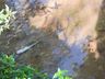 Vídeo: Após mortes de peixes, morador denúncia poluição em riacho de SMOeste