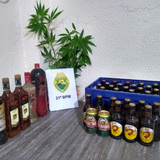 Enquanto procurava vaca furtada, agricultor encontra 10 pés de maconha 