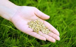 Agricultura entrega autorizações do programa de Sementes de Pastagens