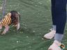 Desfile de cães tem presença de 20 animais na Efrait 2024