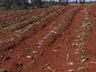 Clima prejudica desenvolvimento da plantação de tabaco na região Oeste catarinense