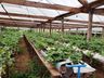 Na capital da fruta, produtores trabalham na sucessão familiar 