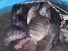 Município comercializa 17 toneladas de peixes na Semana Santa em SMOeste
