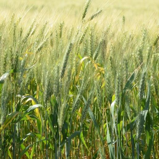 Governo estadual cria incentivo para cultivo de culturas de inverno
