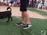 Desfile de cães tem presença de 20 animais na Efrait 2024