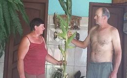 Agricultor de Iporã do Oeste encontra pé de milho com 10 espigas