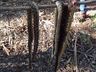 Agricultor é atacado por três cobras Jararacuçu