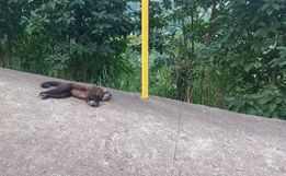 Vigilância de Itapiranga recolhe macaco morto para realizar exames