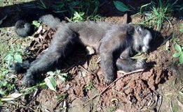 Morte de 64 macacos em menos de um mês acende alerta para risco de Febre Amarela em SC