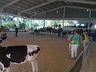 3º dia do Itaipu Rural Show tem como destaque Feira Ranqueada de Animais