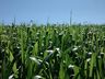 Em Anchieta, Empretec Rural acontece de 7 a 12 de Novembro