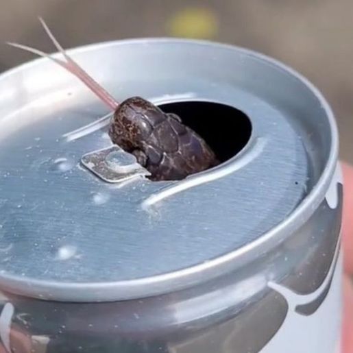 VÍDEO: Cobra é encontrada dentro de latinha de energético em SC