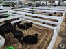 Itapiranga projeta 30 mil pessoas na Efrait