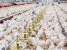 SC investiga caso de gripe aviária em granja comercial e proíbe entrada de aves e ovos do RS