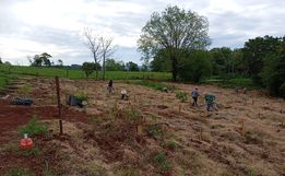 São João do Oeste planta mais de mil árvores em área pública