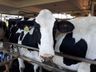 Cidasc alerta sobre obrigatoriedade do exame de tuberculose em rebanhos leiteiros