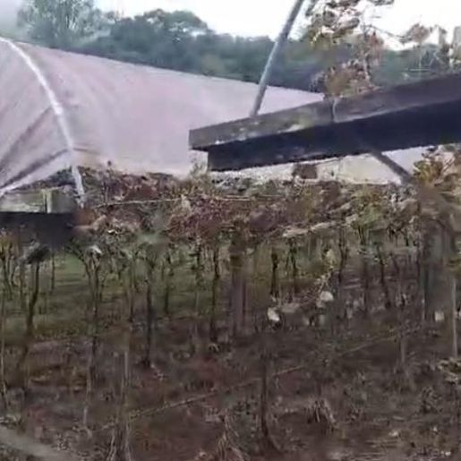 Destruição de vinhedos  no RS deve gerar elevação de preços na região