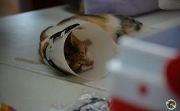 Mutirão de castração em Paraíso atende mais de 160 animais