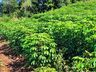Ex-empresário do ramo frigorífico desempenha atividades com a produção de hortaliças