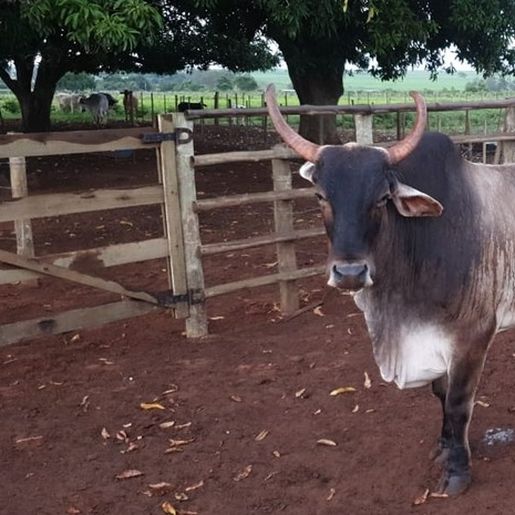 Dono recupera boi de estimação que havia sido furtado: 'Quase vira churrasco'