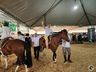 Equoterapia com alunos da APAE de Itapiranga integra programação da Efrait